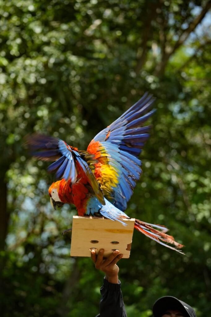 Guárico celebró el Día Mundial del Medio Ambiente con la liberación de guacamayas bandera (Fotos)