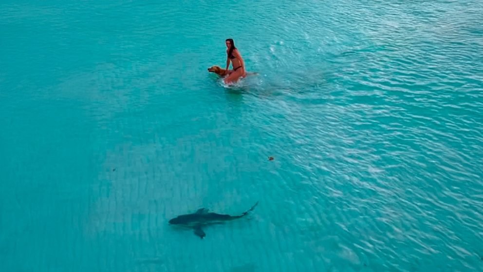 VIRAL: Dron captó a un tiburón acercándose a una mujer y su perro en una playa de Miami